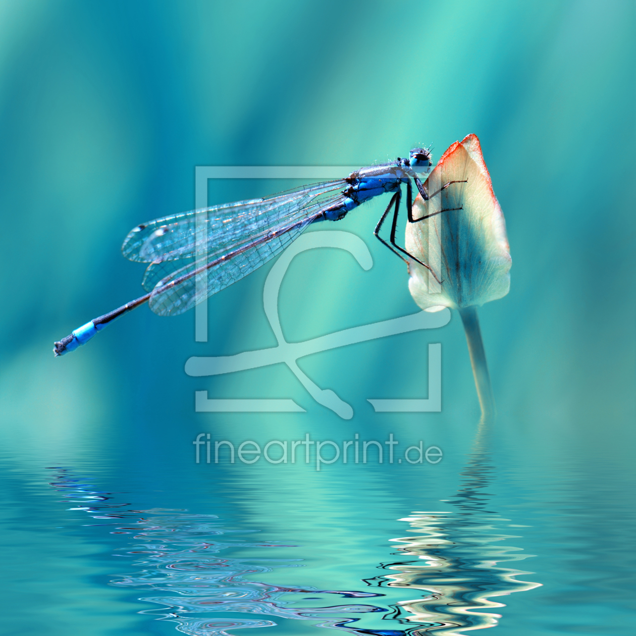 Bild-Nr.: 12909909 Libelle erstellt von Atteloi