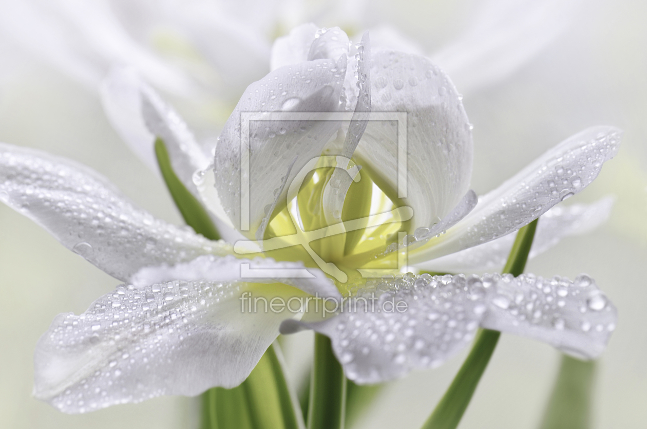 Bild-Nr.: 12909918 Tulpe mit Wassertropfen erstellt von Atteloi