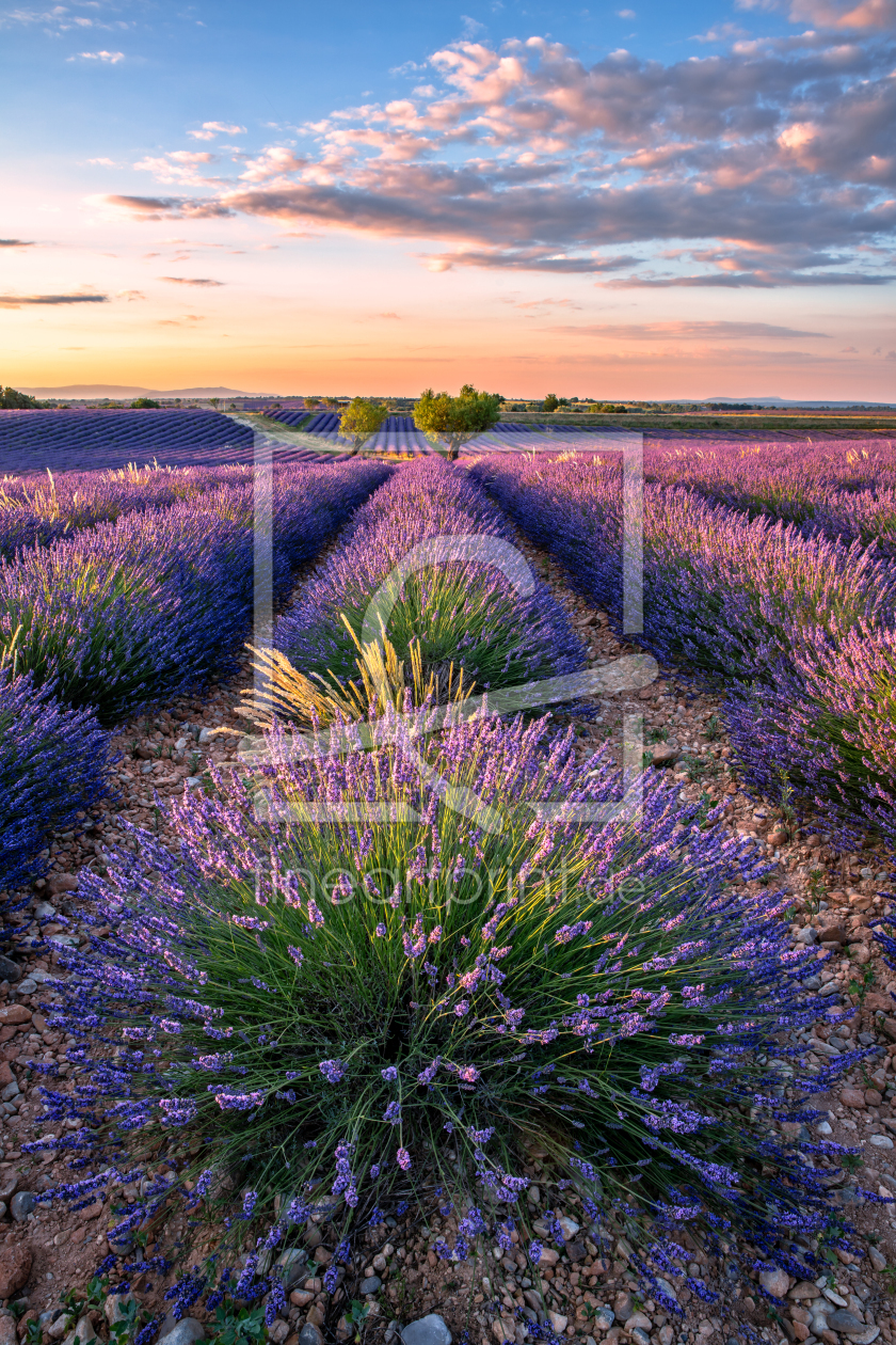 Bild-Nr.: 12910049 Lavendelblüte Provence erstellt von Achim Thomae