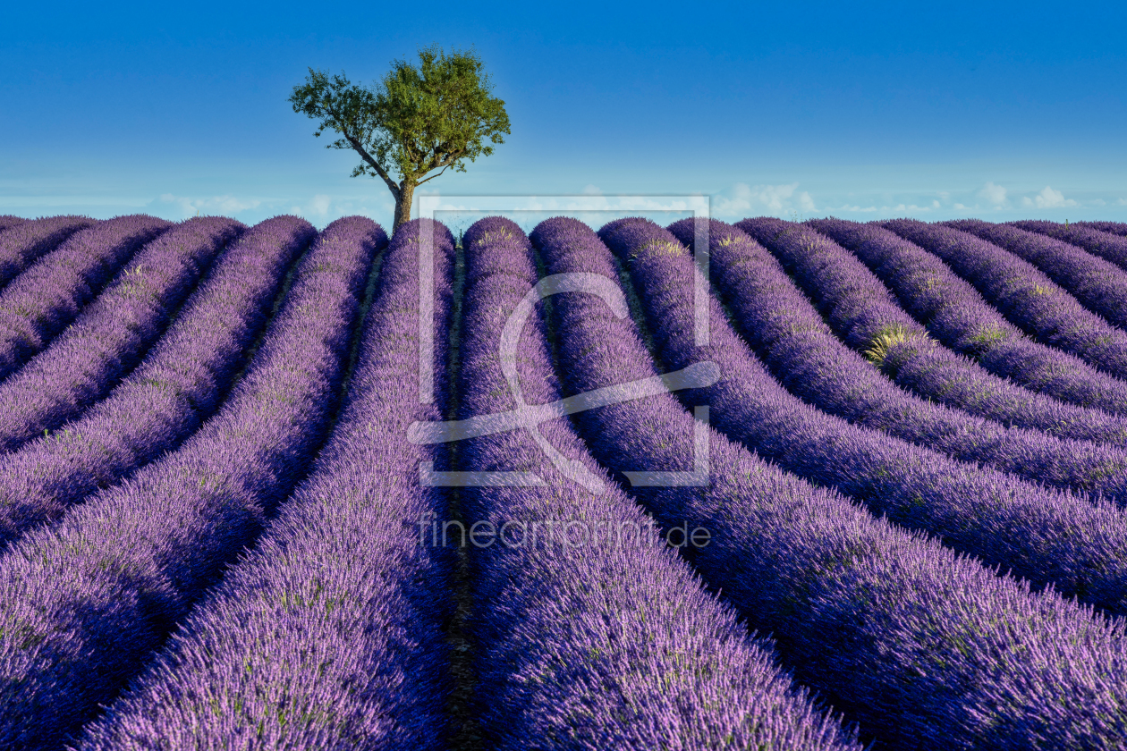 Bild-Nr.: 12910050 Lavendelblüte in Frankreich erstellt von Achim Thomae