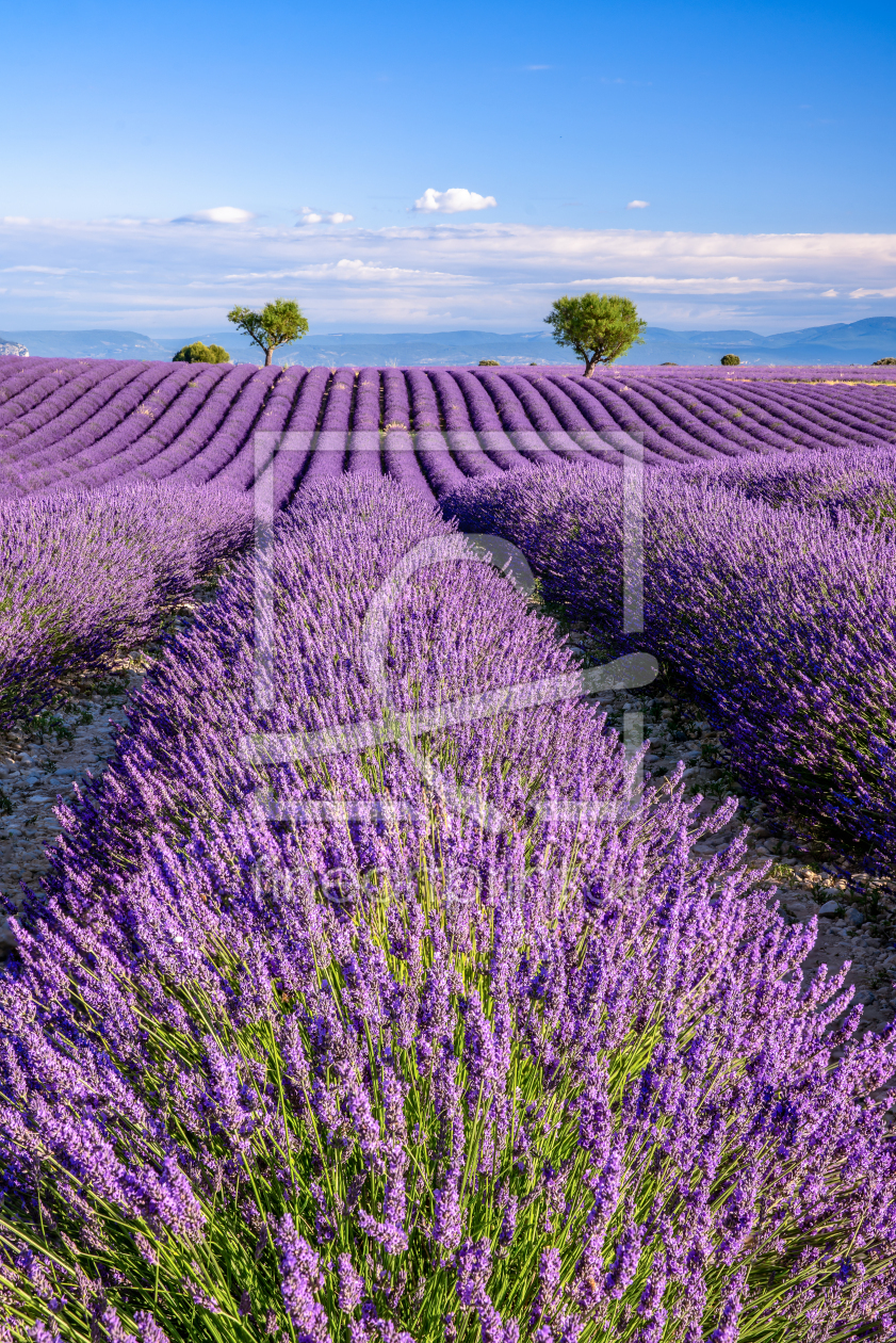 Bild-Nr.: 12910051 Lavendelblüte in der Provence erstellt von Achim Thomae