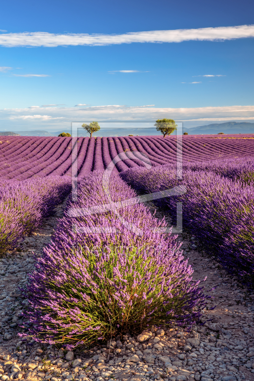 Bild-Nr.: 12910052 Lavendelblüte in der Provence erstellt von Achim Thomae