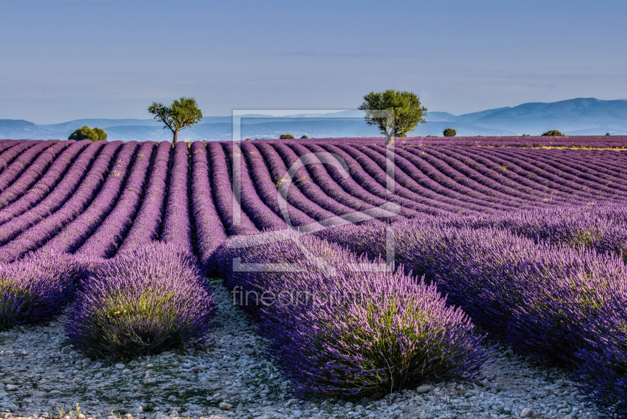 Bild-Nr.: 12910054 Lavendelblüte in der Provence erstellt von Achim Thomae