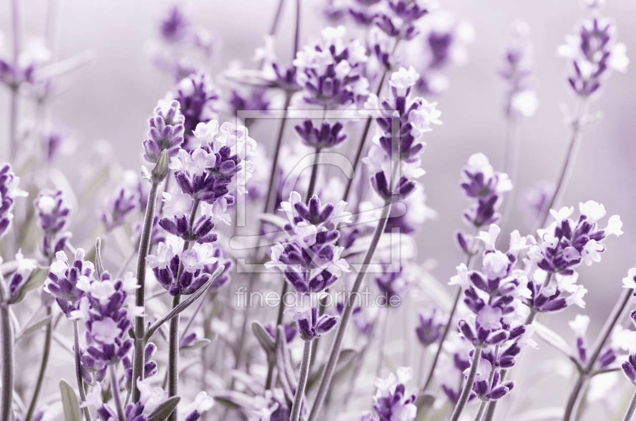Bild-Nr.: 12910325 Lavendel erstellt von Atteloi