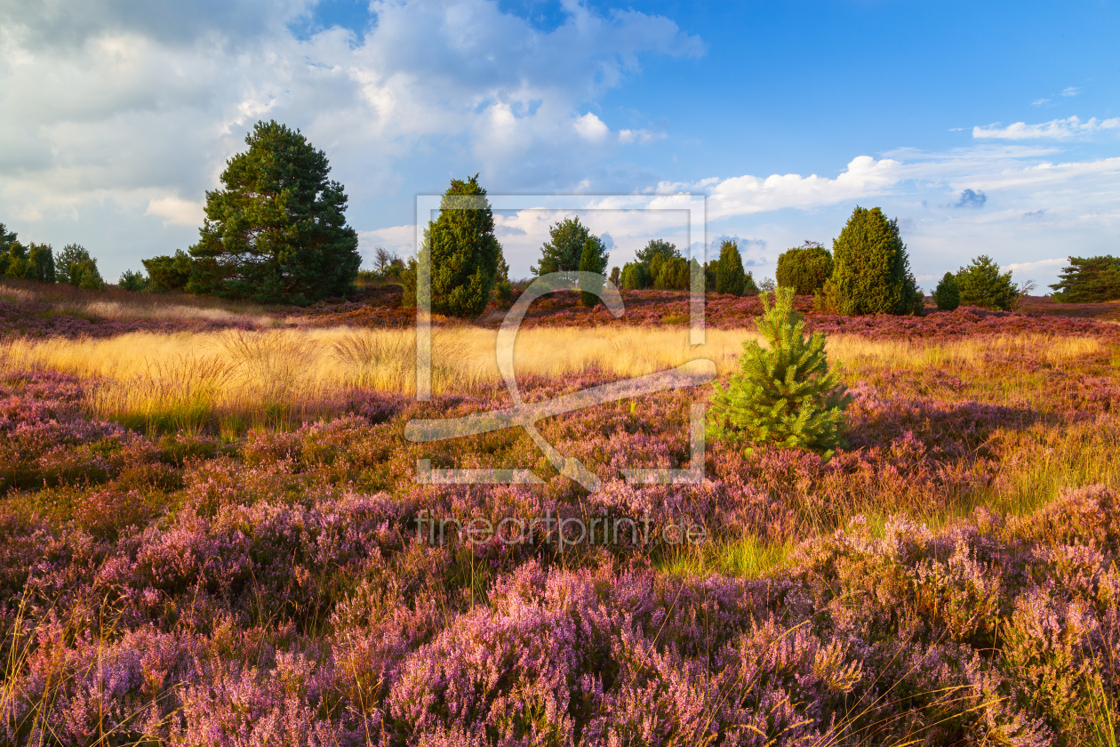 Bild-Nr.: 12910571 Lüneburger Heide im goldenen Abendlicht erstellt von Daniela Beyer