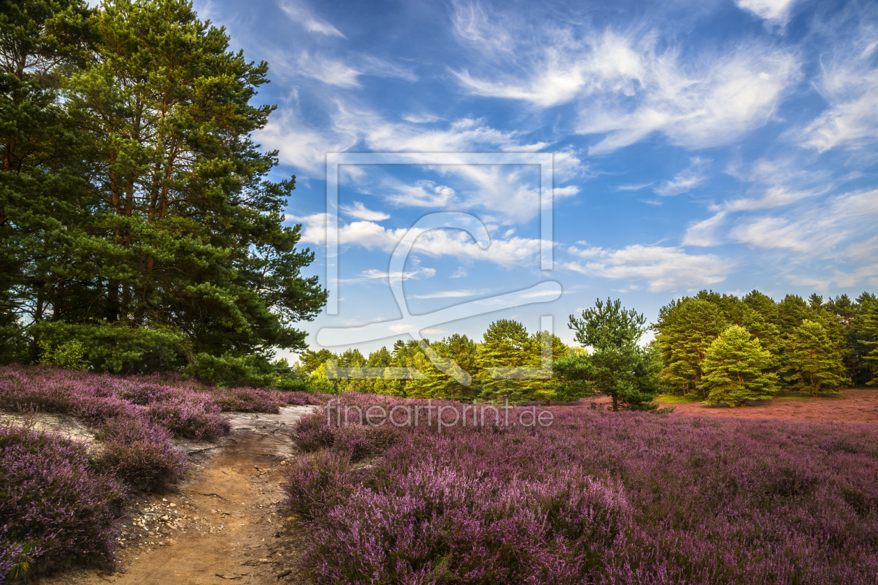 Bild-Nr.: 12910572 Sommertag in der Lüneburger Heide erstellt von Daniela Beyer