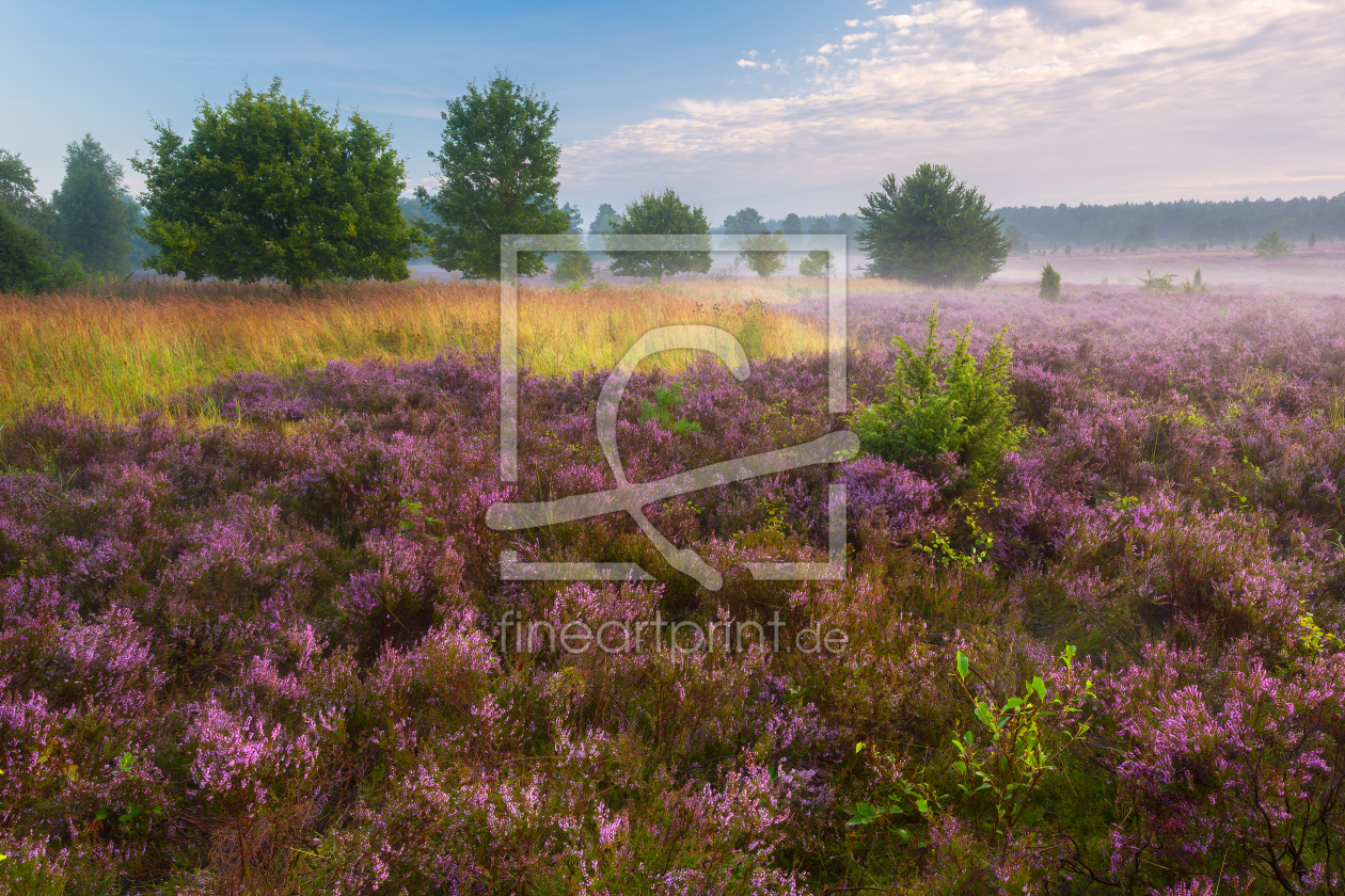 Bild-Nr.: 12910697 Morgenstimmung in der Lüneburger Heide erstellt von Daniela Beyer