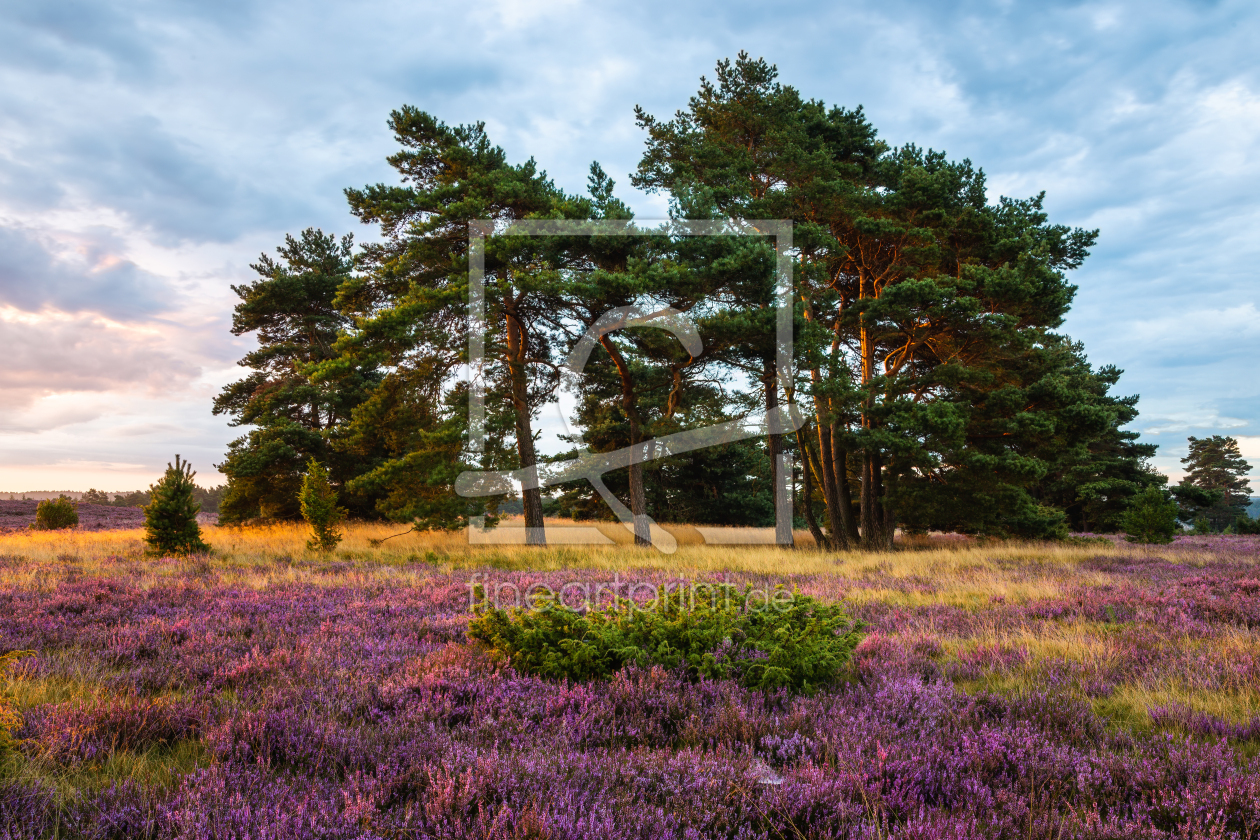 Bild-Nr.: 12910704 Augustmorgen in der Lüneburger Heide erstellt von Daniela Beyer