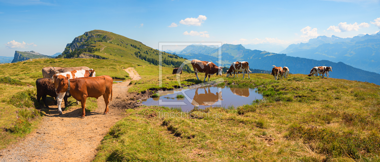 Bild-Nr.: 12910806 Kuhherde am Teich Berner Oberland Niederhorn erstellt von SusaZoom