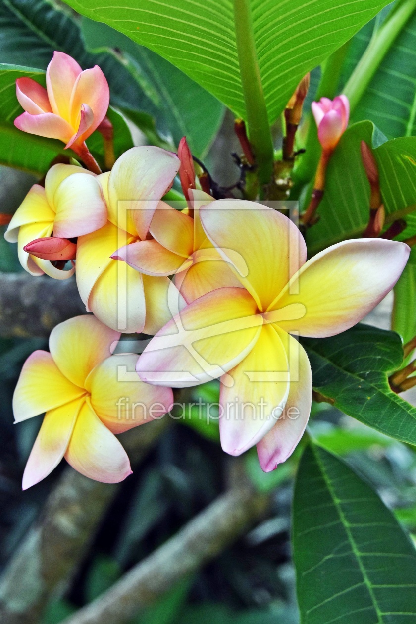 Bild-Nr.: 12911225 Frangipani Blüten erstellt von Schwob