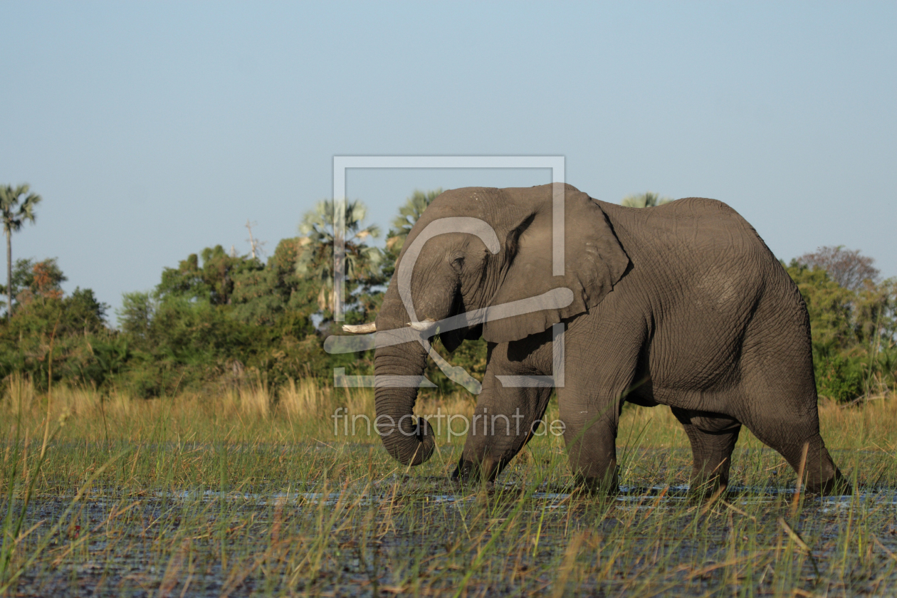 Bild-Nr.: 12911231 Elefant im Okavango Delta erstellt von DirkR