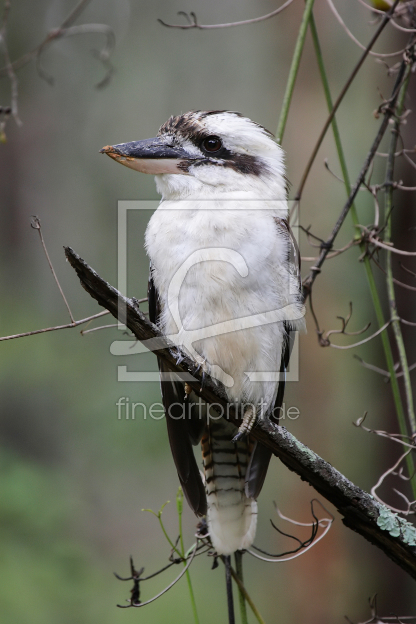 Bild-Nr.: 12911525 Kookaburra erstellt von DirkR