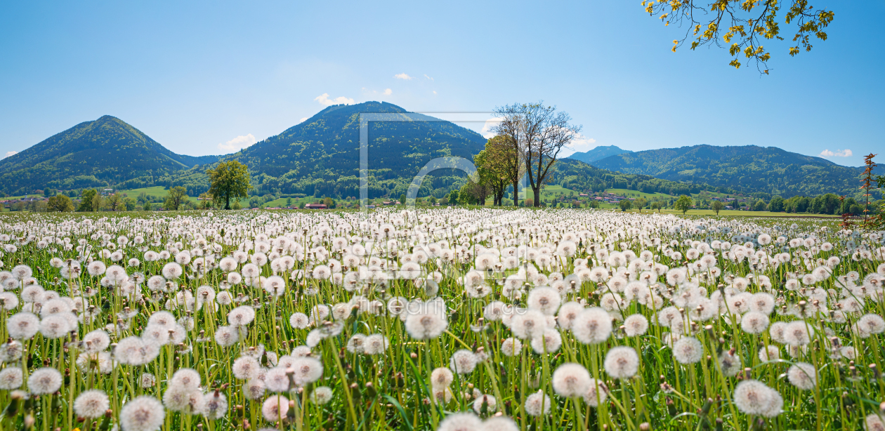 Bild-Nr.: 12911734 Pusteblumenwiese Bad Feilnbach erstellt von SusaZoom