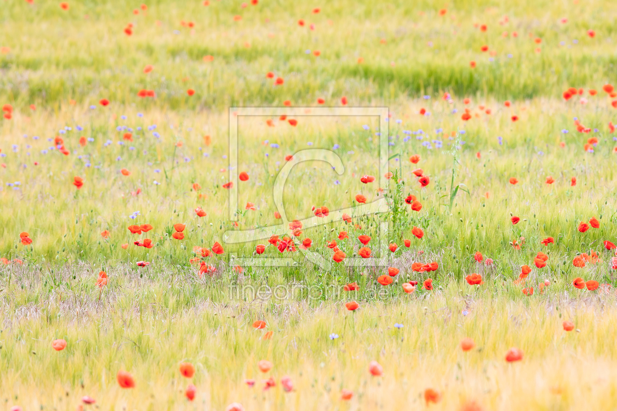 Bild-Nr.: 12912145 Mohn im Getreidefeld erstellt von Daniela Beyer
