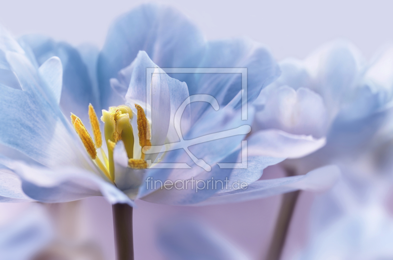 Bild-Nr.: 12912167 Tulpen erstellt von Atteloi