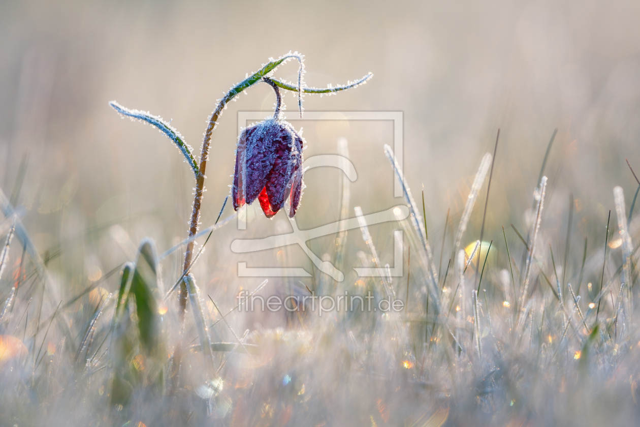 Bild-Nr.: 12912335 Schachblume mit Raureif erstellt von Daniela Beyer
