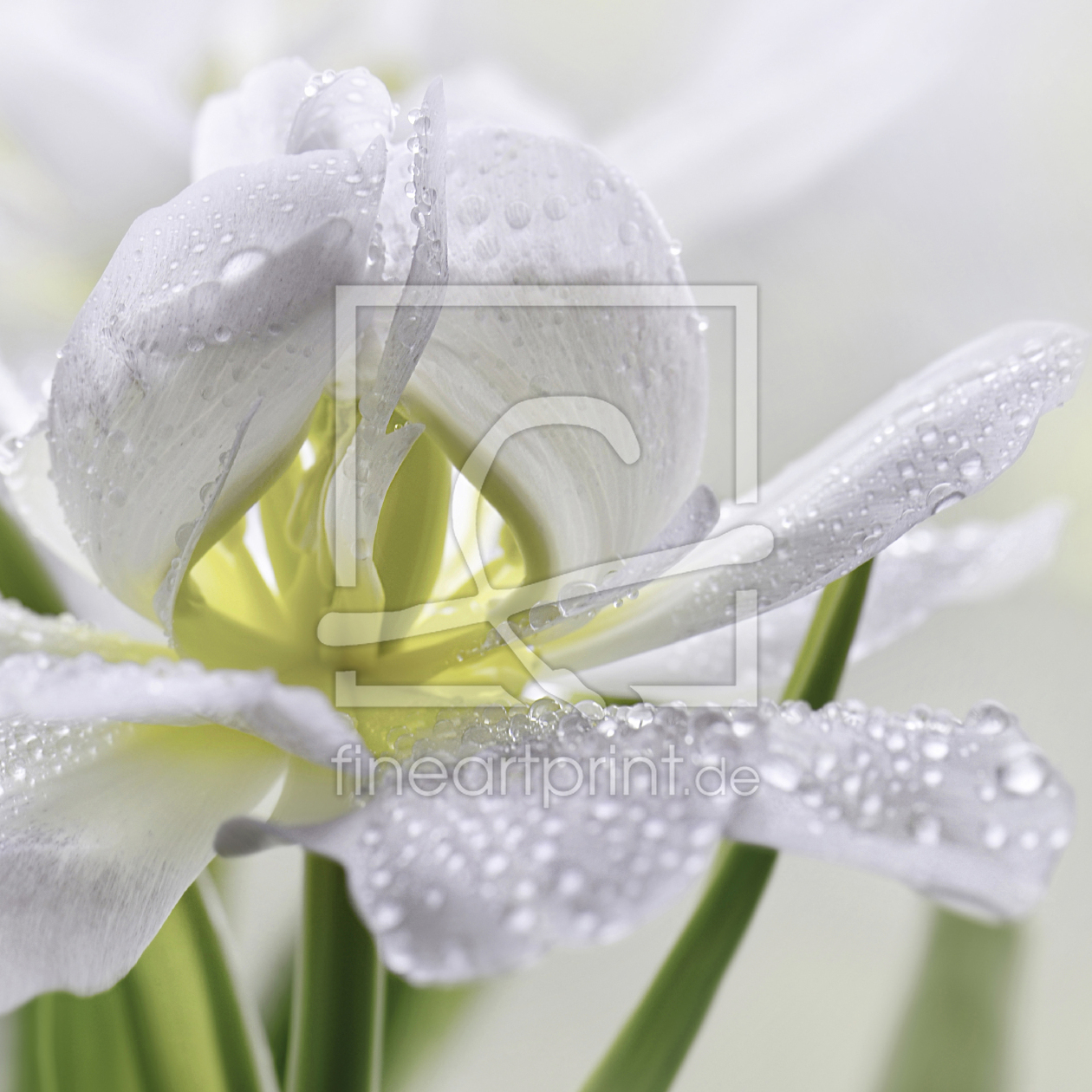 Bild-Nr.: 12912338 Tulpe mit Wassertropfen erstellt von Atteloi