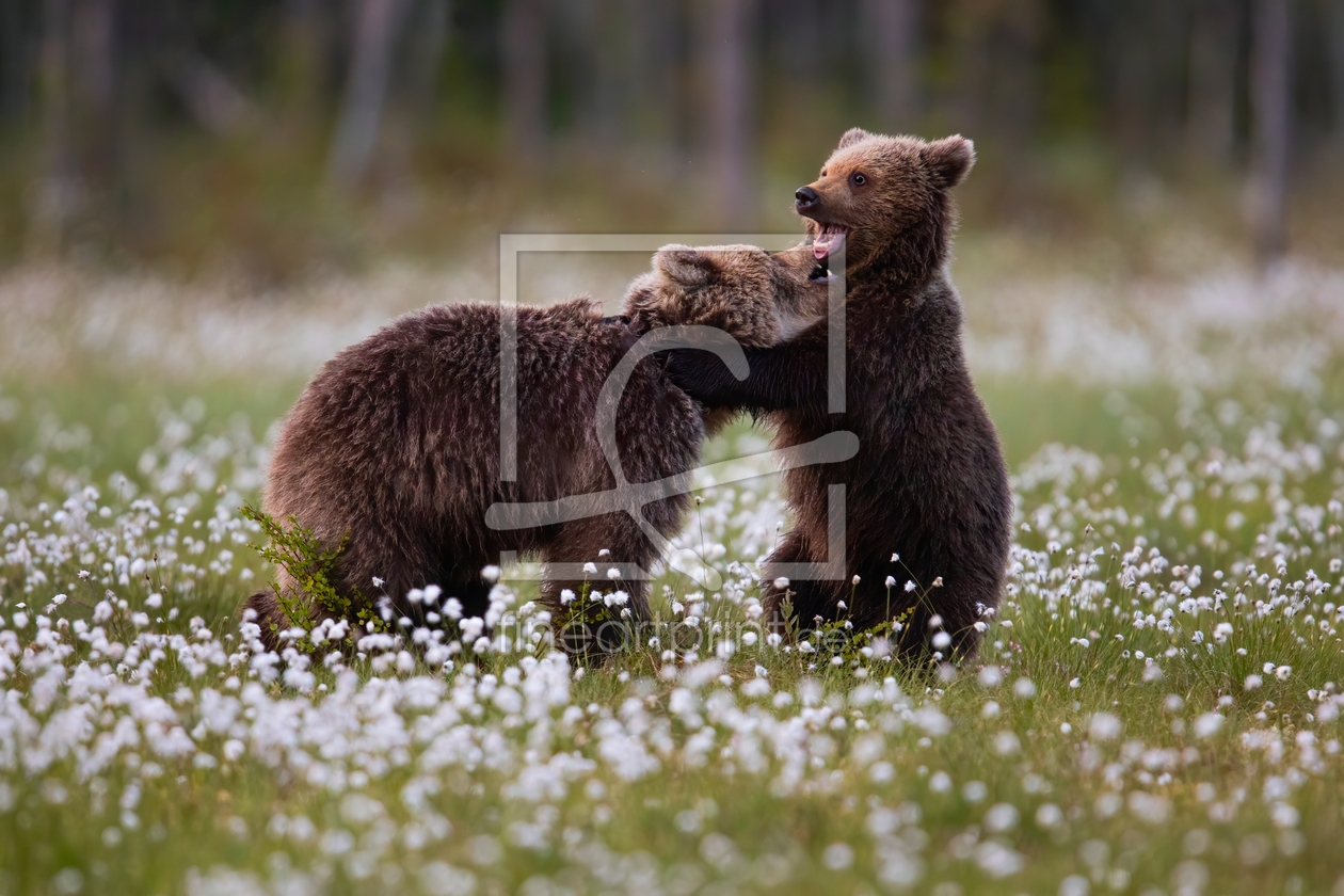 Bild-Nr.: 12912466 spielende Braunbärenkinder erstellt von Daniela Beyer