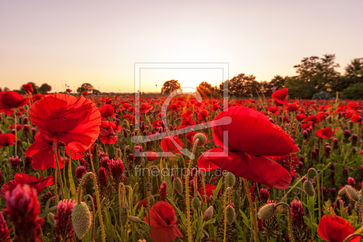 Bild-Nr.: 12912684 The Colors of Summer erstellt von Nordbilder