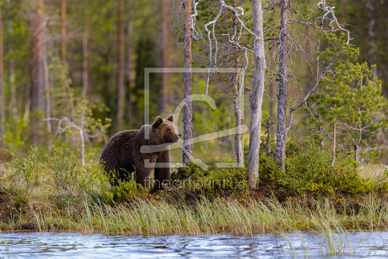 Bild-Nr.: 12912851 Bärenglück - Braunbär am See in Skandinavien erstellt von Daniela Beyer