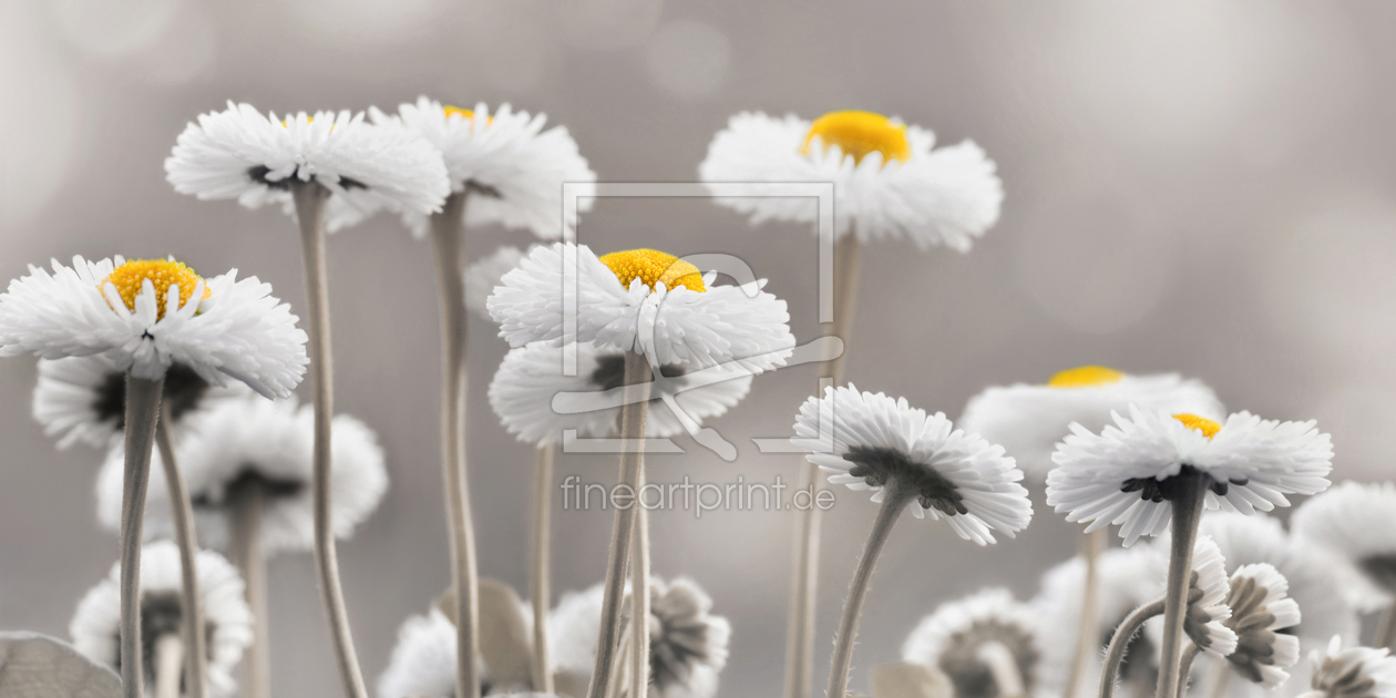 Bild-Nr.: 12913048 Bellis erstellt von Atteloi