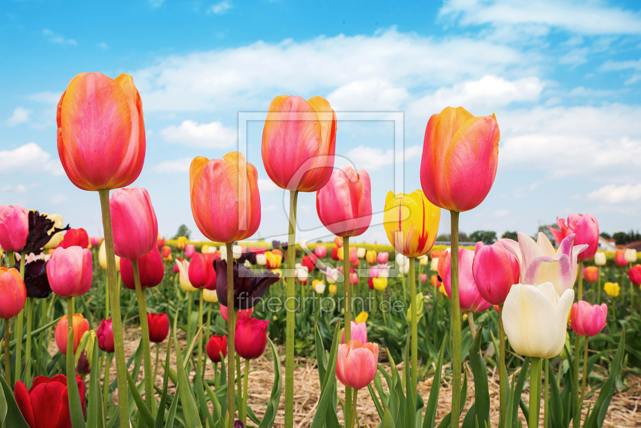 Bild-Nr.: 12913086 Tulpenfeld mit bunten Tulpen erstellt von SusaZoom