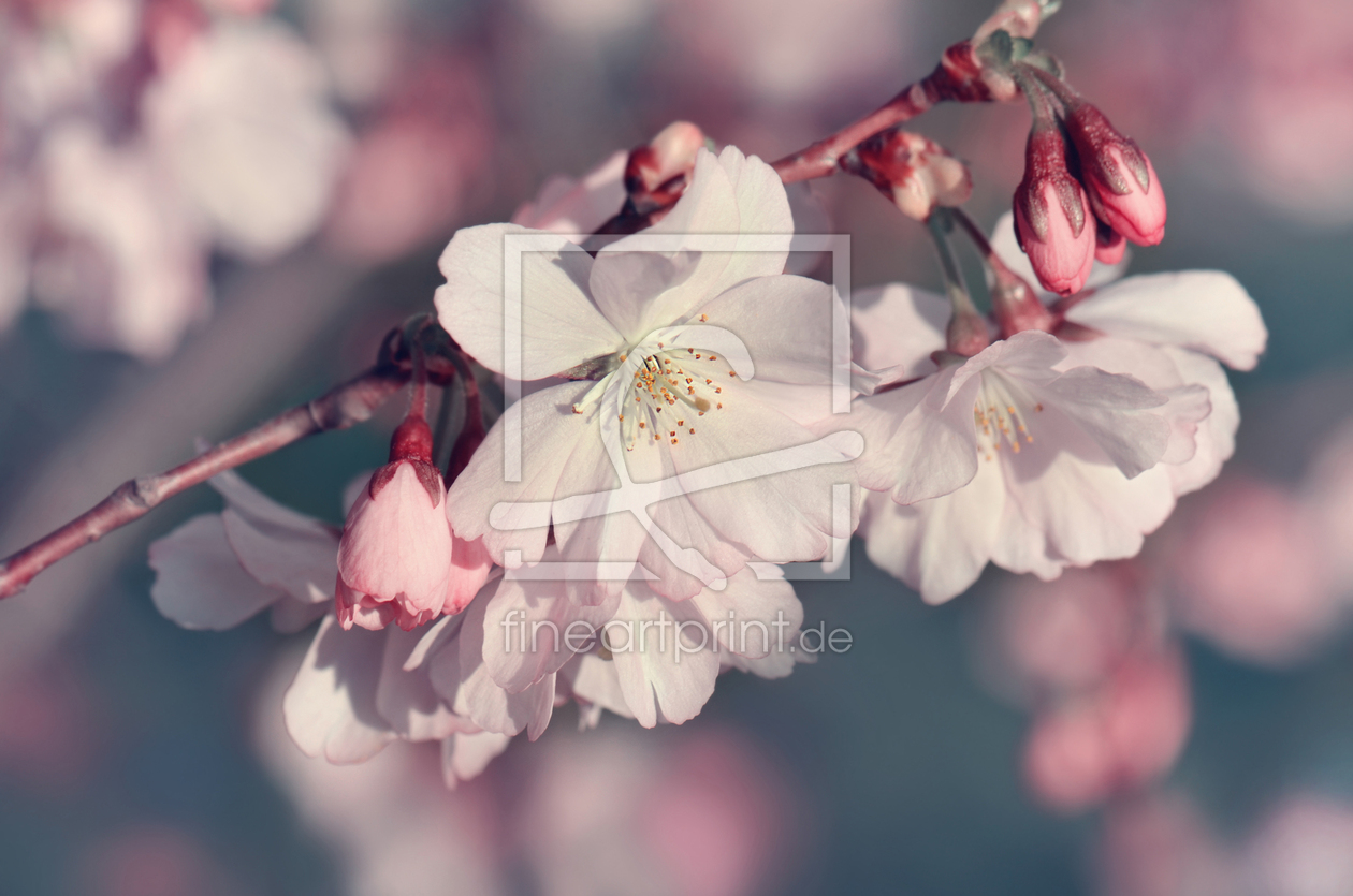 Bild-Nr.: 12913092 Kirschblüten erstellt von Atteloi