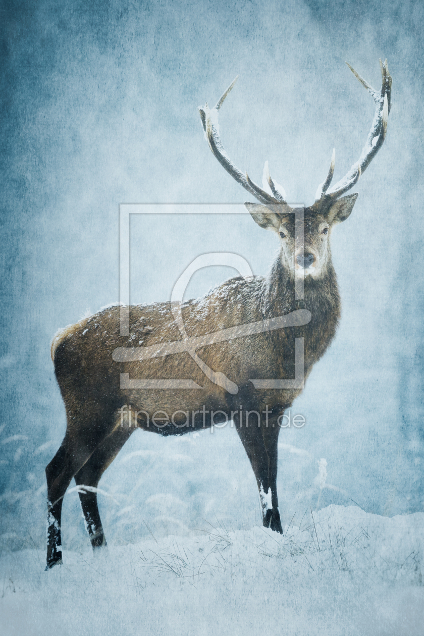 Bild-Nr.: 12913411 december romance II erstellt von Daniela Beyer