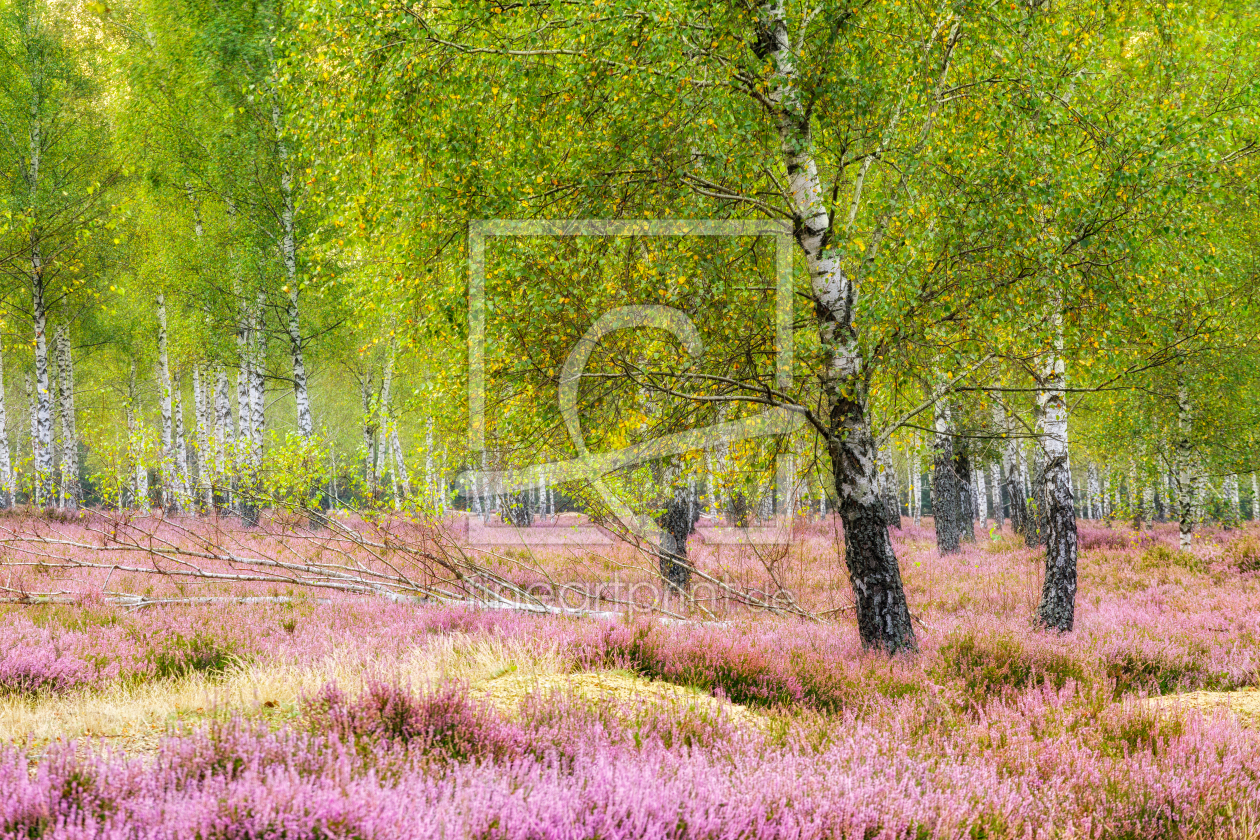 Bild-Nr.: 12913705 Heide und Birken im Morgenlicht II erstellt von Daniela Beyer