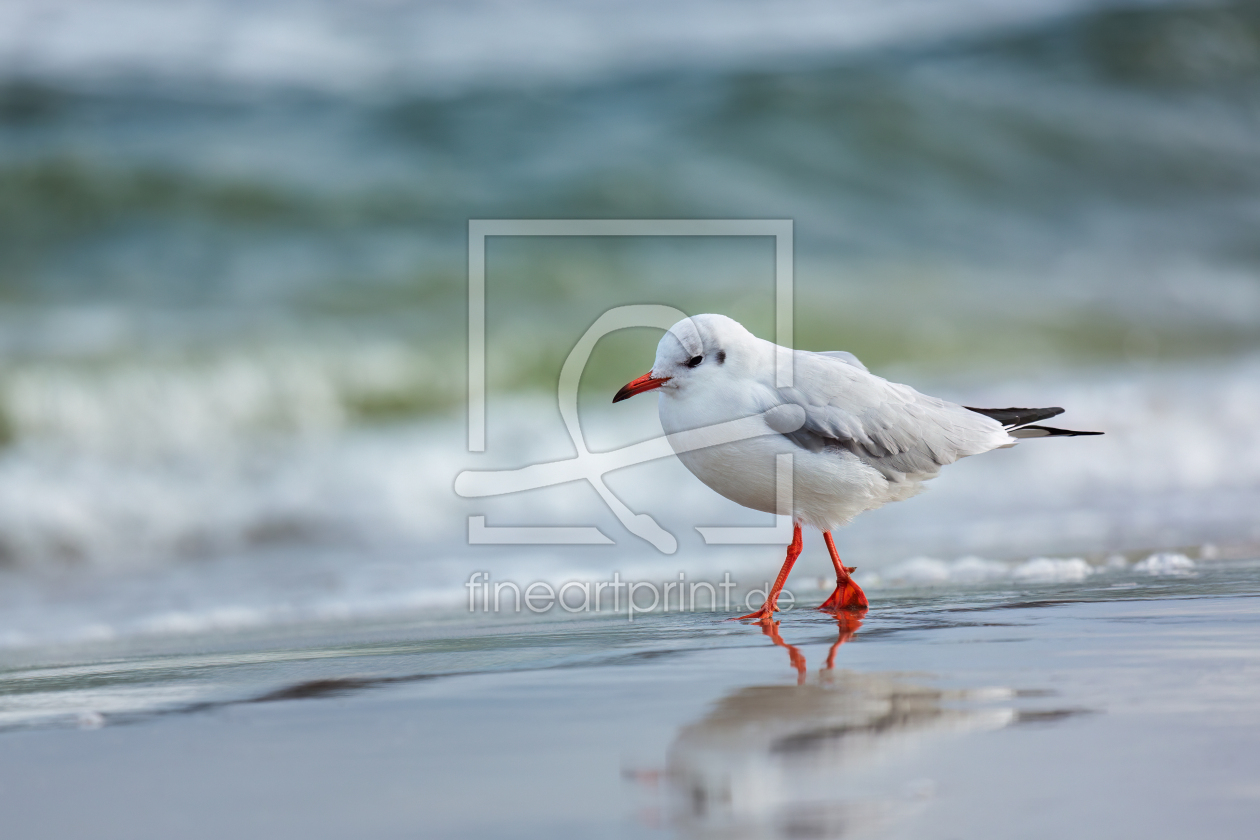Bild-Nr.: 12914032 Strandspazierung - Möwe am Ostseestrand erstellt von Daniela Beyer