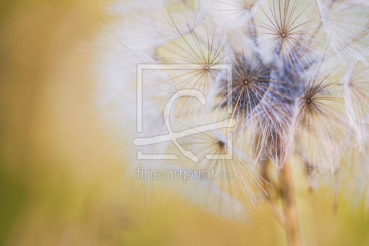 Bild-Nr.: 12915412 Sommer in der Wiese - Wiesen-Bocksbart erstellt von Daniela Beyer