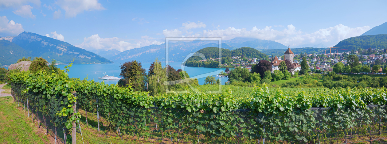 Bild-Nr.: 12915839 Rebberg Spiez Panorama Berner Oberland erstellt von SusaZoom
