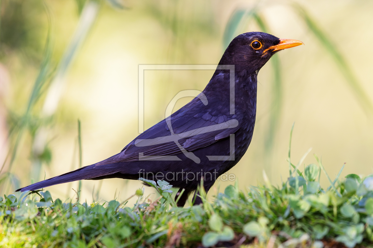 Bild-Nr.: 12916080 Amsel erstellt von DirkR