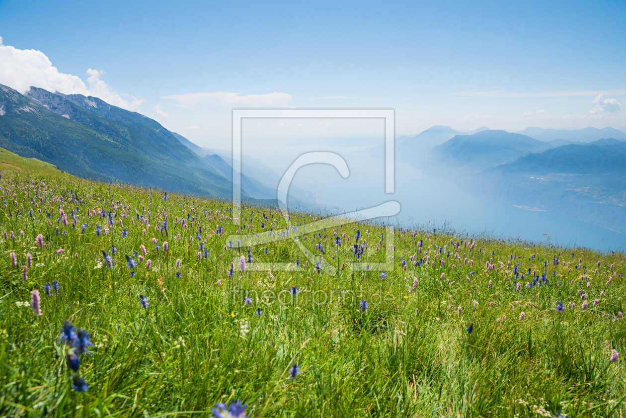 Bild-Nr.: 12916422 Wildblumenwiese mit Teufelskralle am Monte Baldo erstellt von SusaZoom
