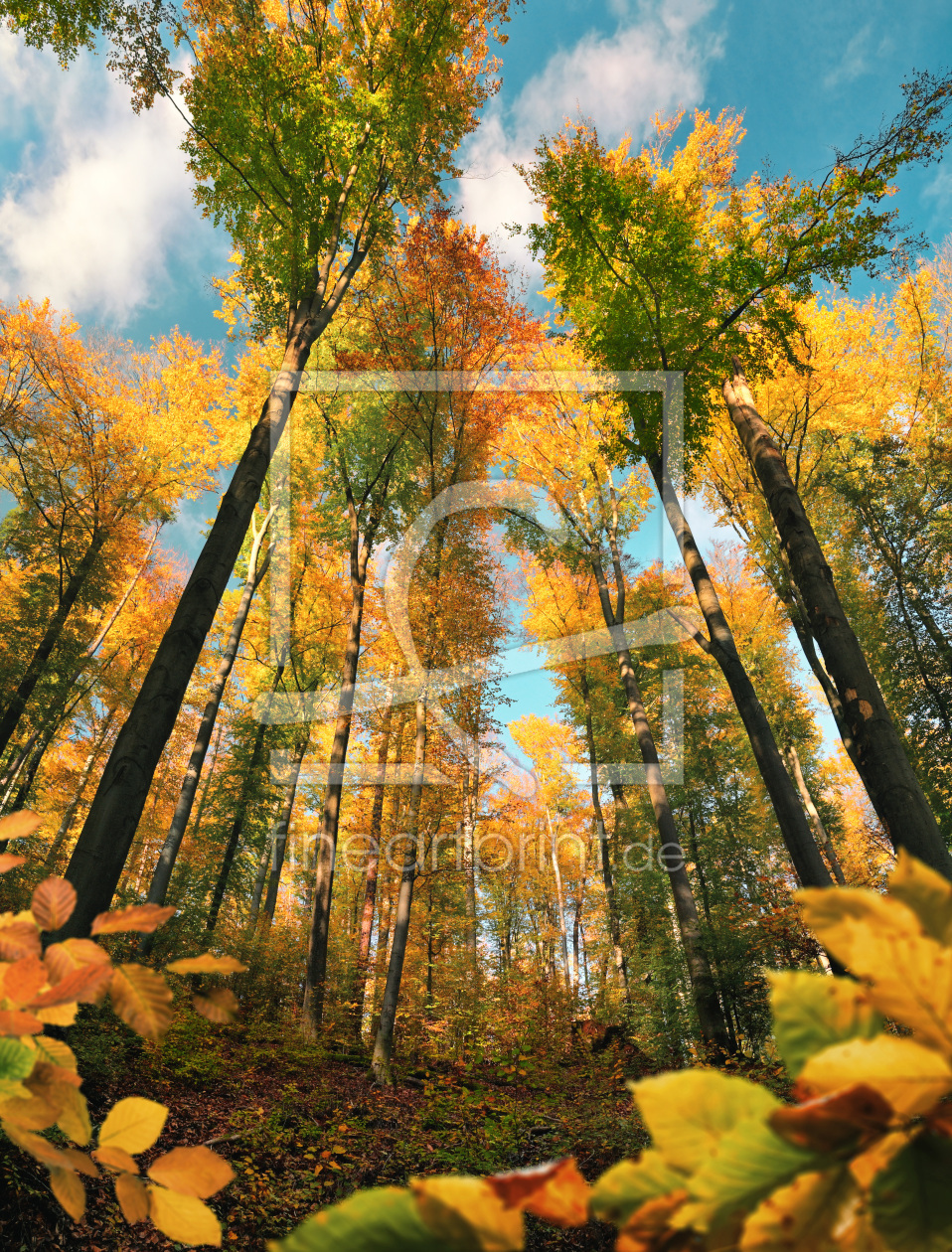 Bild-Nr.: 12916944 Herbstliches Vertikalpanorama mit bunter Baumkrone erstellt von Smileus