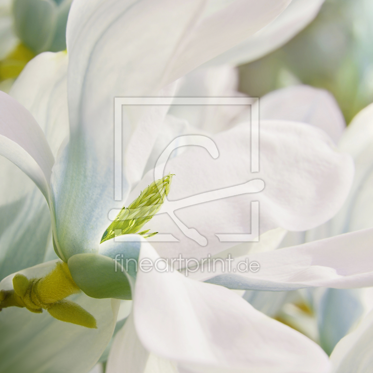 Bild-Nr.: 12918289 Magnolienblüte erstellt von Atteloi