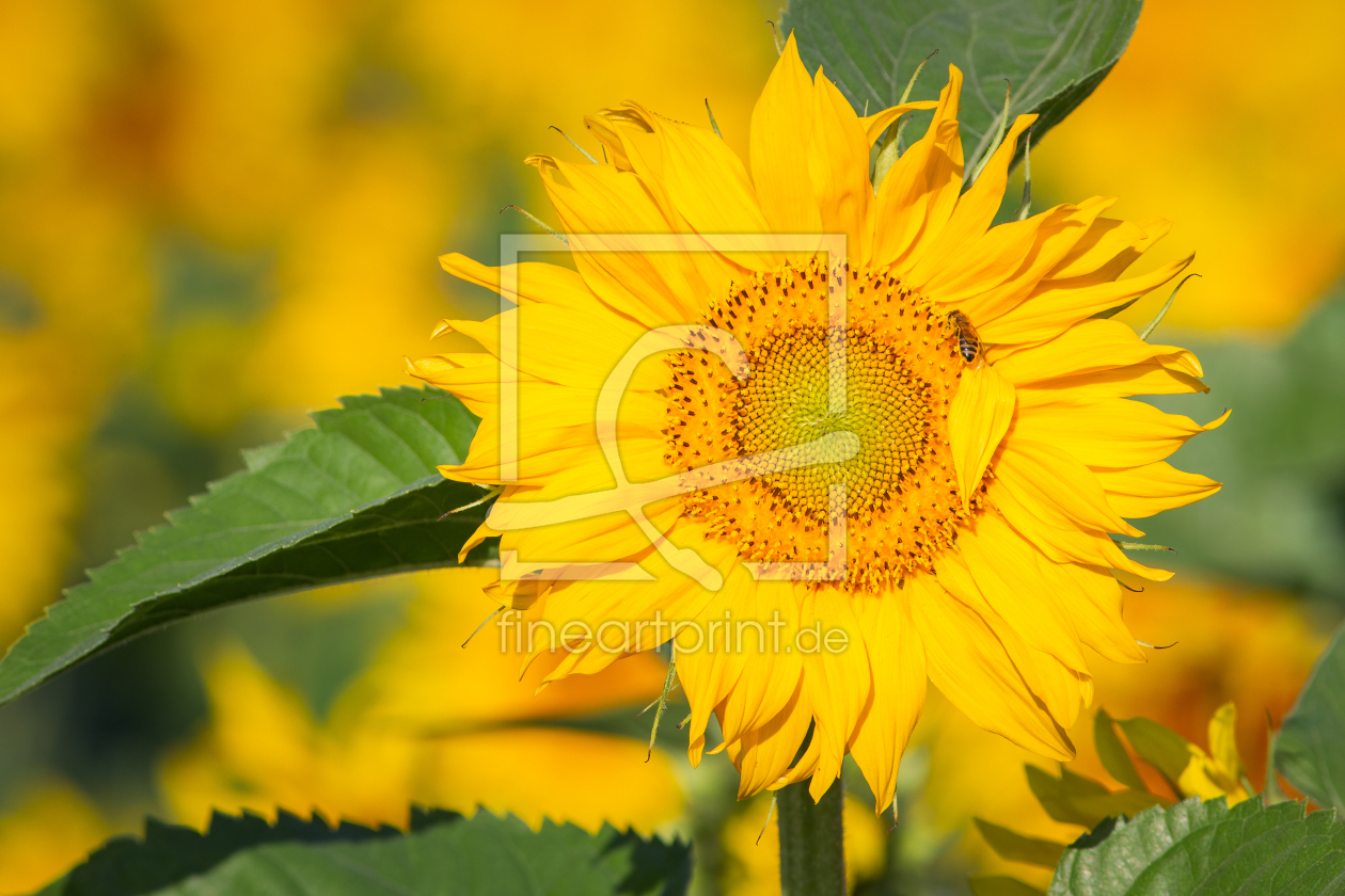 Bild-Nr.: 12918534 Sonnenblume mit Biene erstellt von Daniela Beyer