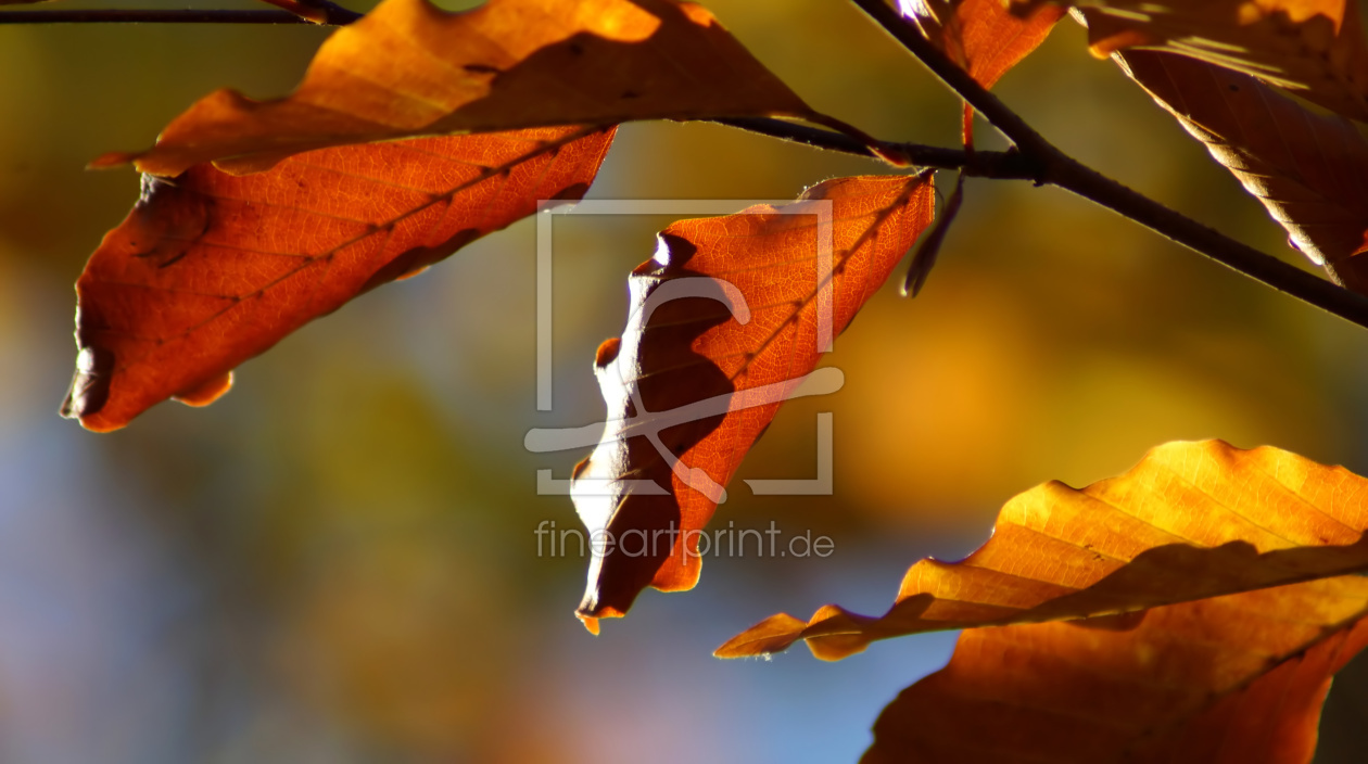 Bild-Nr.: 12918543 Leaves erstellt von youhaveadream