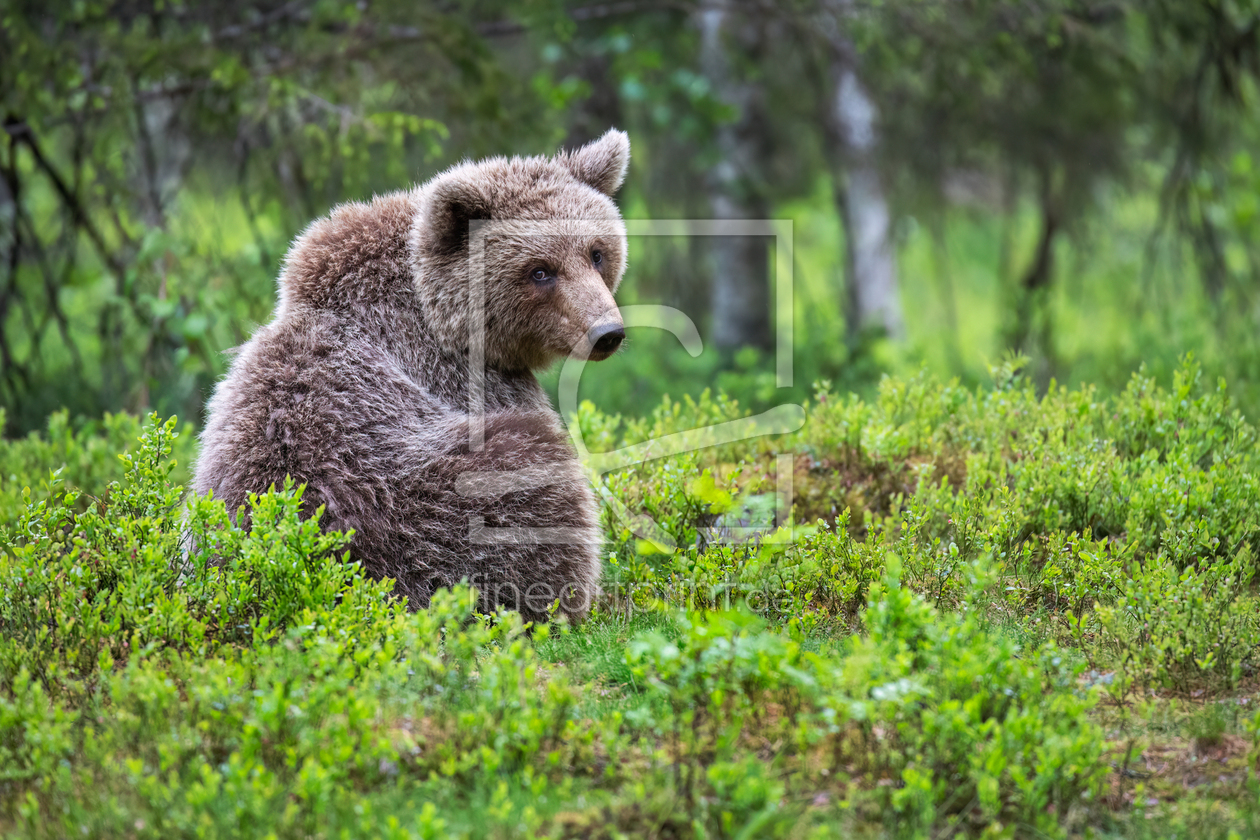 Bild-Nr.: 12918590 Blickkontakt mit wildem Braunbär erstellt von Daniela Beyer