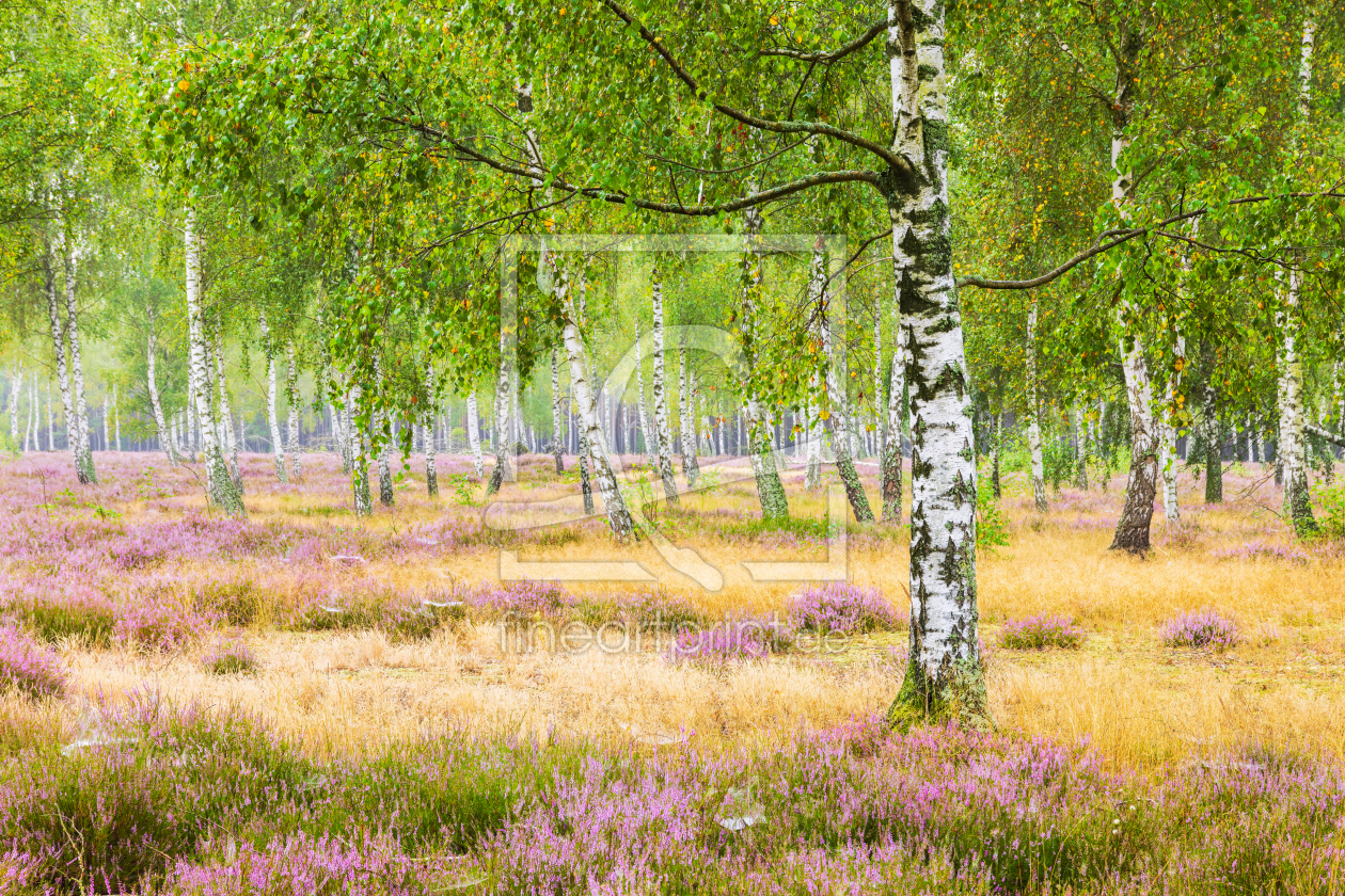 Bild-Nr.: 12918863 Stille und Entspannung im Birkenwald erstellt von Daniela Beyer