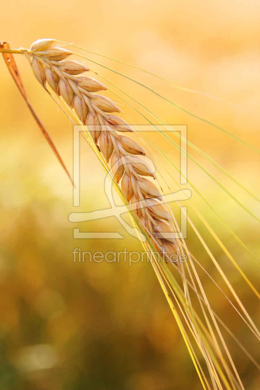 Bild-Nr.: 12919039 Goldene Ähre erstellt von SusaZoom
