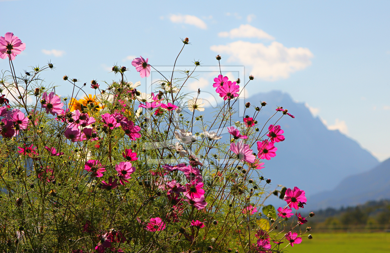 Bild-Nr.: 12919041 Cosmea und Zugspitze erstellt von SusaZoom
