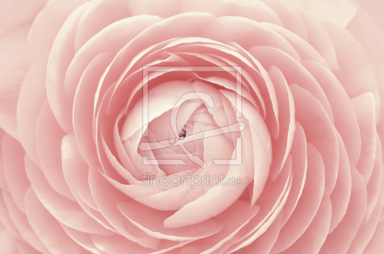 Bild-Nr.: 12919975 Ranunkel erstellt von Atteloi