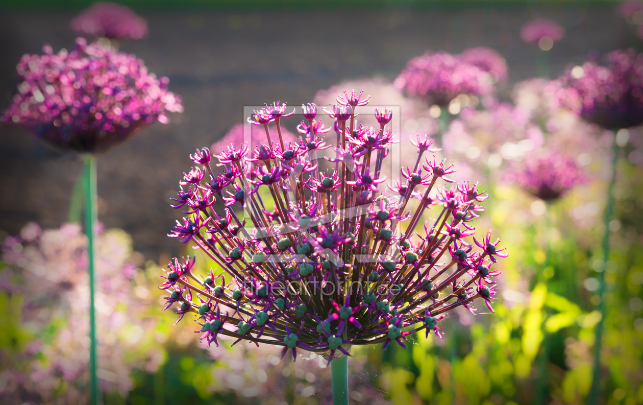 Bild-Nr.: 12920334 Allium Blüten erstellt von SusaZoom