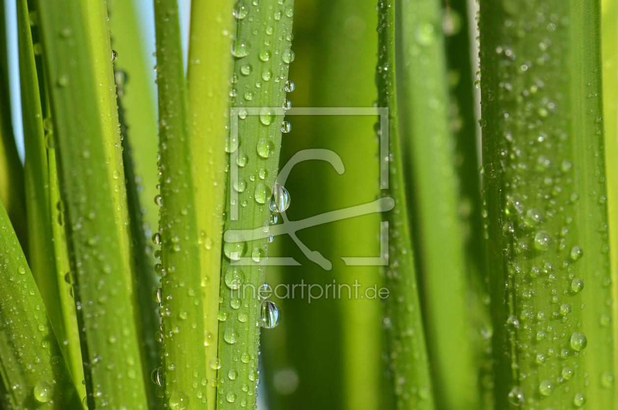 Bild-Nr.: 12921007 Wassertropfen erstellt von Atteloi