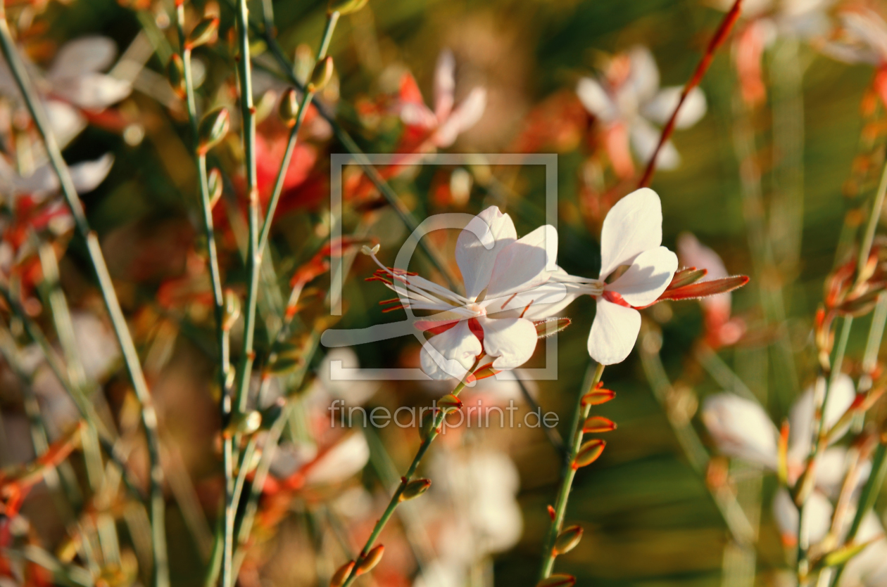 Bild-Nr.: 12921402 Gaura lindheimeri erstellt von Atteloi