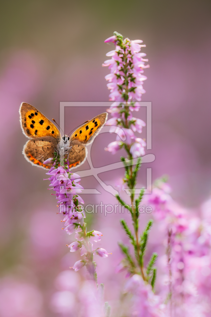 Bild-Nr.: 12921831 Sommersinfonie II - Feuerfalter in blühender Heide erstellt von Daniela Beyer