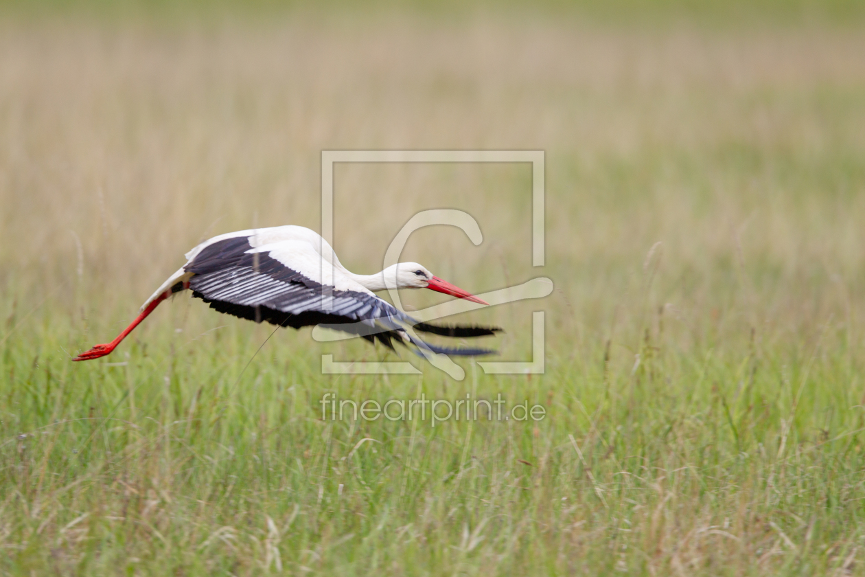 Bild-Nr.: 12922525 Weißstorch erstellt von DirkR