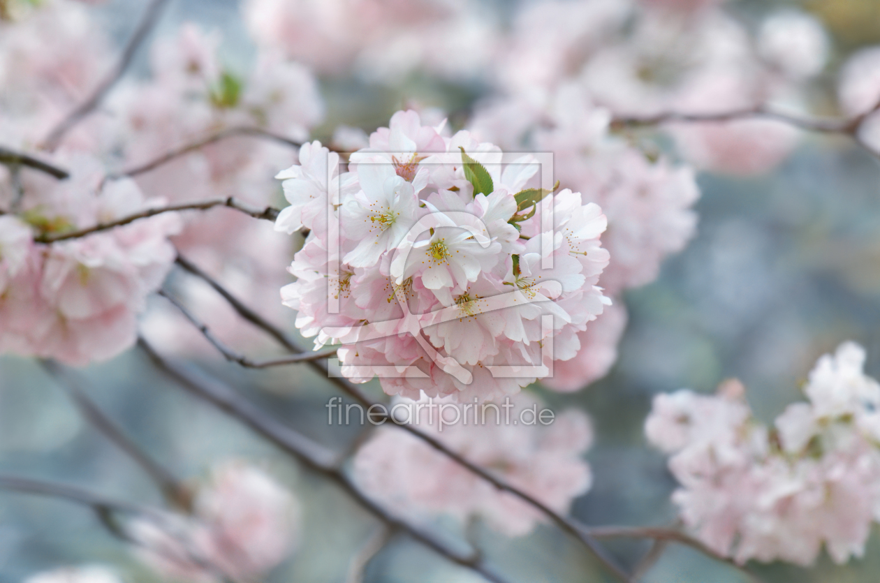 Bild-Nr.: 12922751 Kirschblüte erstellt von Atteloi