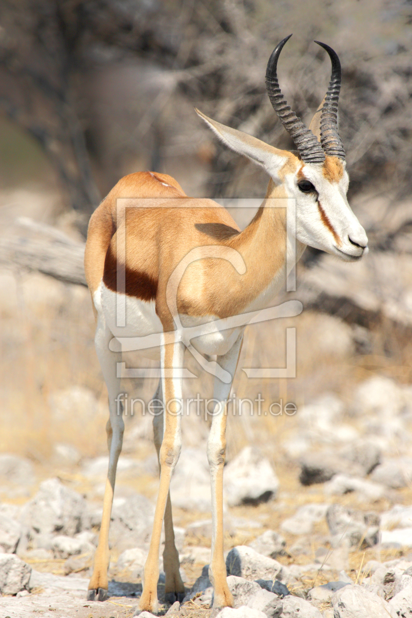 Bild-Nr.: 12922875 Springbock erstellt von DirkR